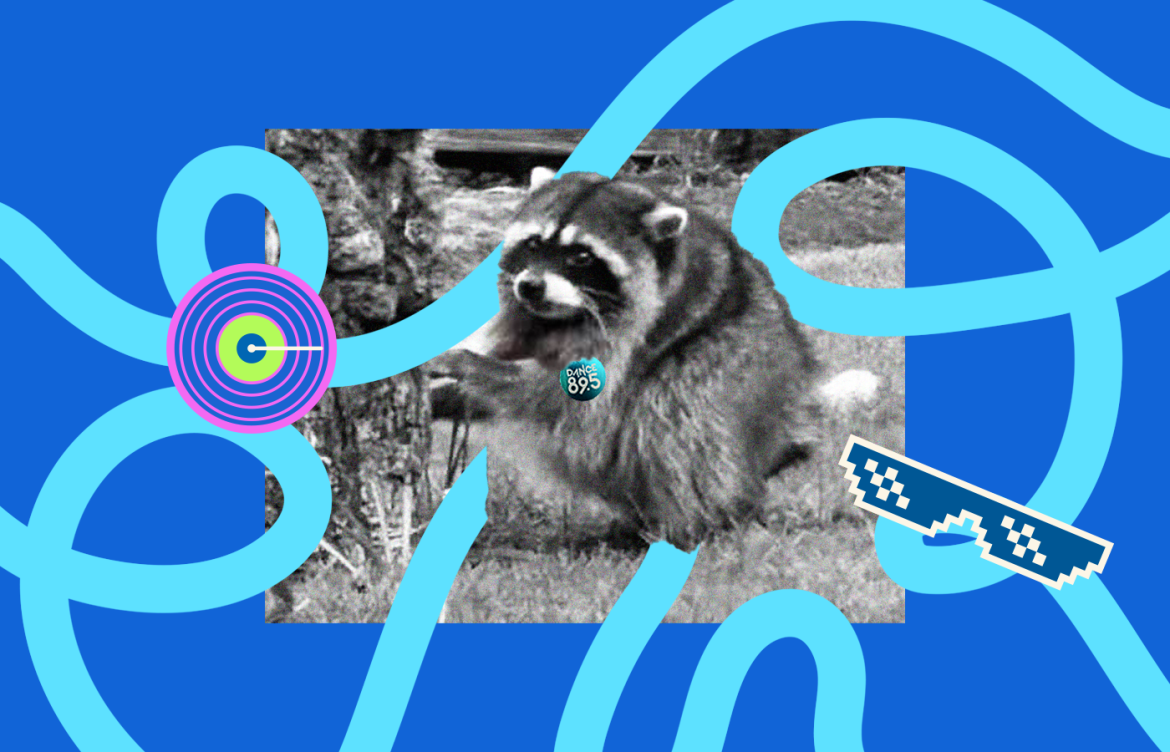 A black and white image of a raccoon standing by a tree is framed by vibrant blue lines. A colorful circular target design and pixelated sunglasses are added for a playful effect.