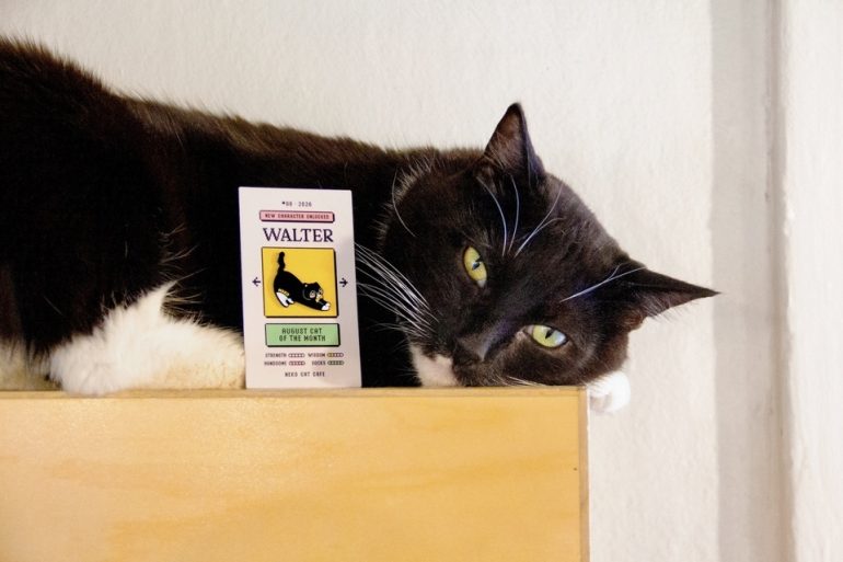 A black and white cat lies on a wooden surface next to a card featuring an image of a similar cat and the name "Walter." The cat is gazing directly at the camera.