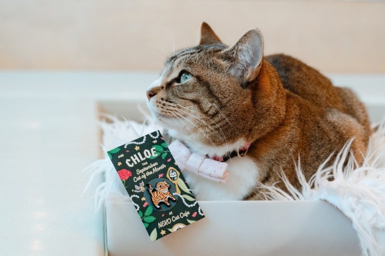 A cat is sitting inside a white box on a fluffy surface, looking to the side. It has a white fur collar with a pink pattern. Beside the cat is a card featuring the text "Chloe" and "NEKO Cat Cafe" with a pin of a cat on it.