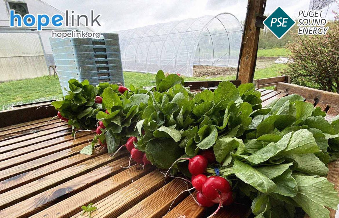 Dance Against Hunger: Food Bank Farm